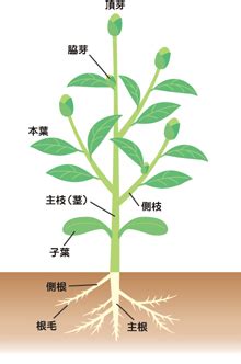 一株植物|植物の「株」って具体的にどこからどの部分を指すのか教えて下。